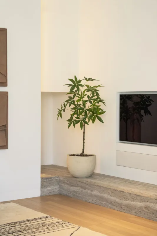 Schefflera boom 120cm Betrouwbaar