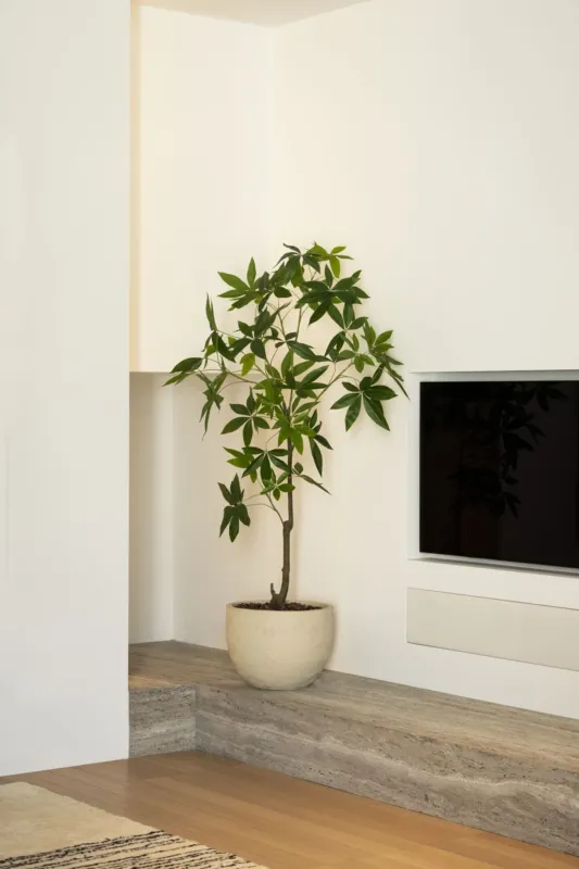 Schefflera boom 150cm Direct Verzonden