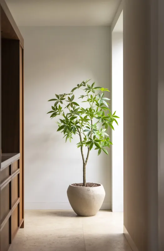 Schefflera boom 180cm Gecertificeerd