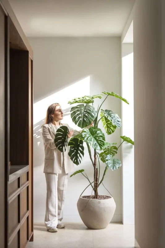 Monstera boom 180cm Lage Prijs