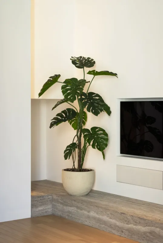 Snelle Levering Monstera boom 150cm