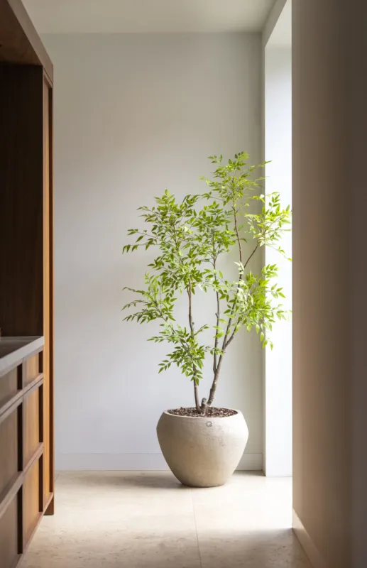 Nandina boom 180cm Beperkt Aanbod