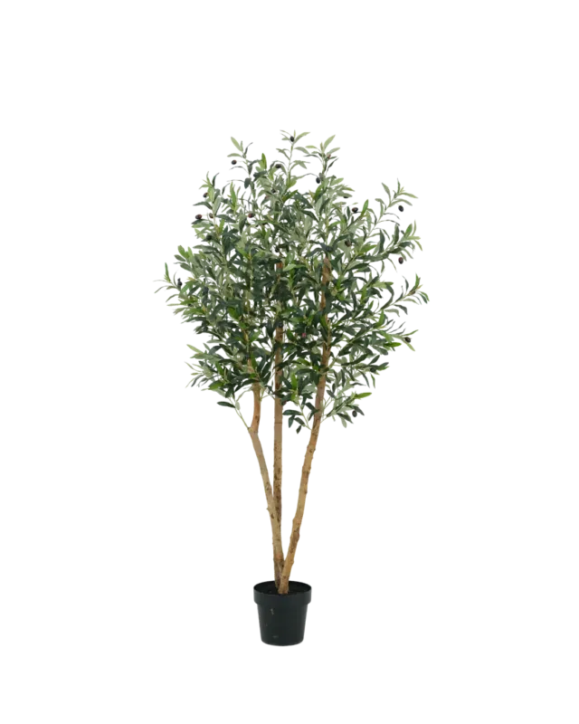 Olijf boom 180cm (wood) Snelle Levering
